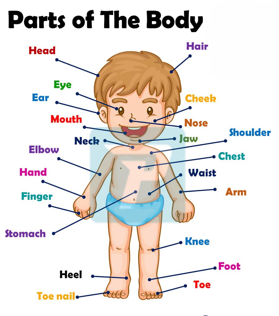 từ vựng tiếng Anh quen thuộc cho trẻ lớp 2